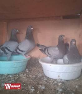 مشروع حمام زاجل 3
