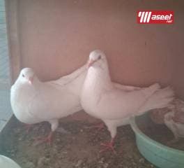 مشروع حمام زاجل 4