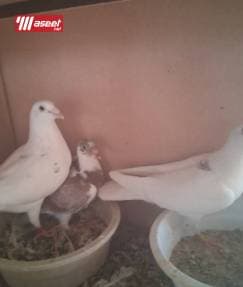 مشروع حمام زاجل 5