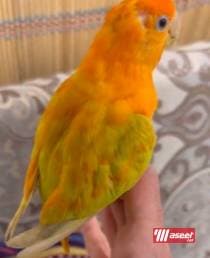 فروخ لوف بيرد 4