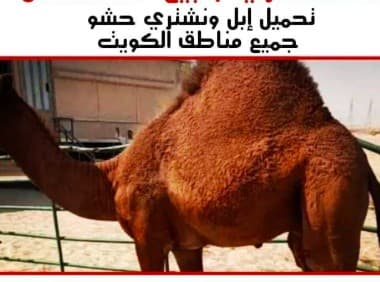نبيع ونشتري حشوا 0