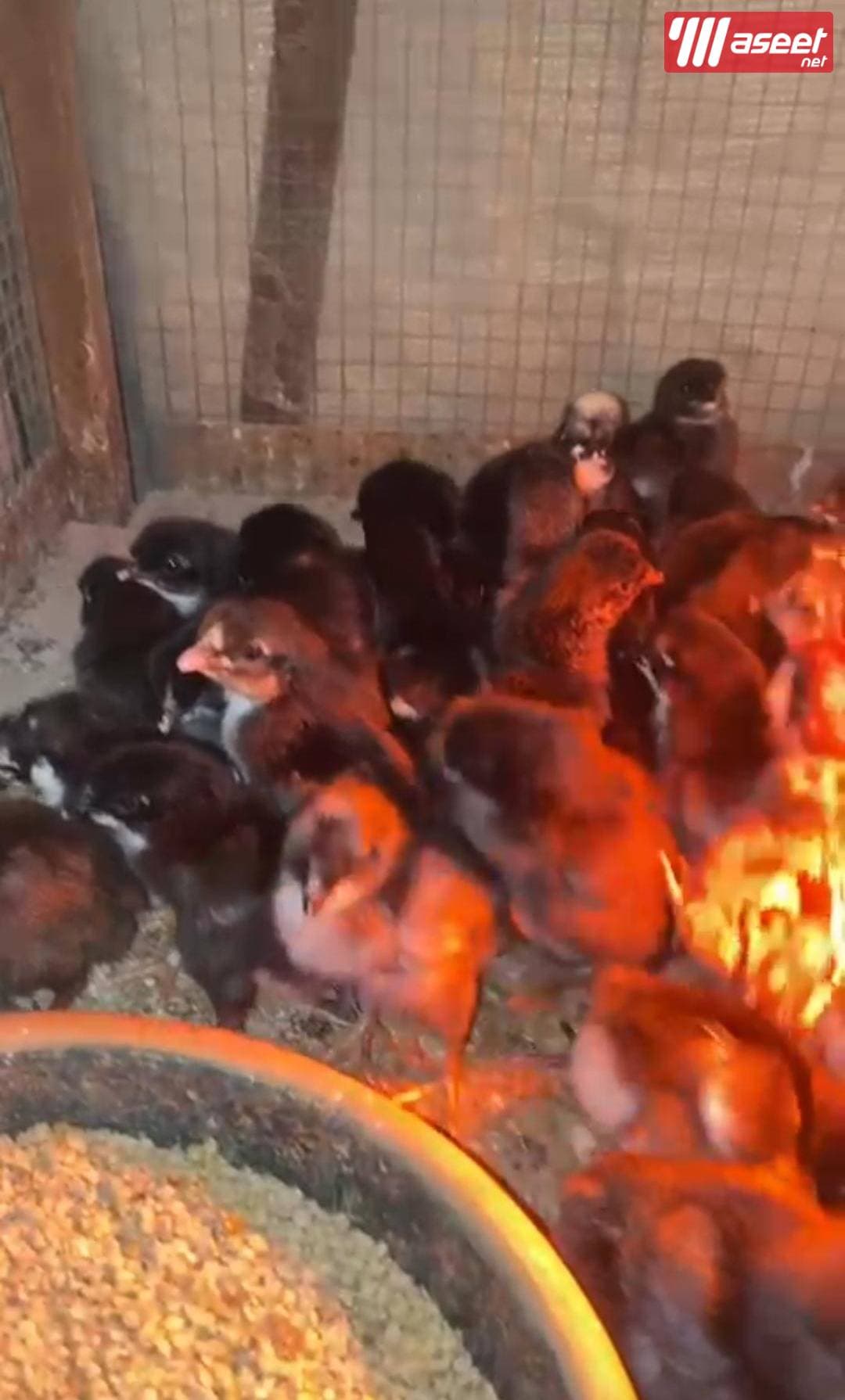 للبيع فروخ مطعمين ونظاف 2