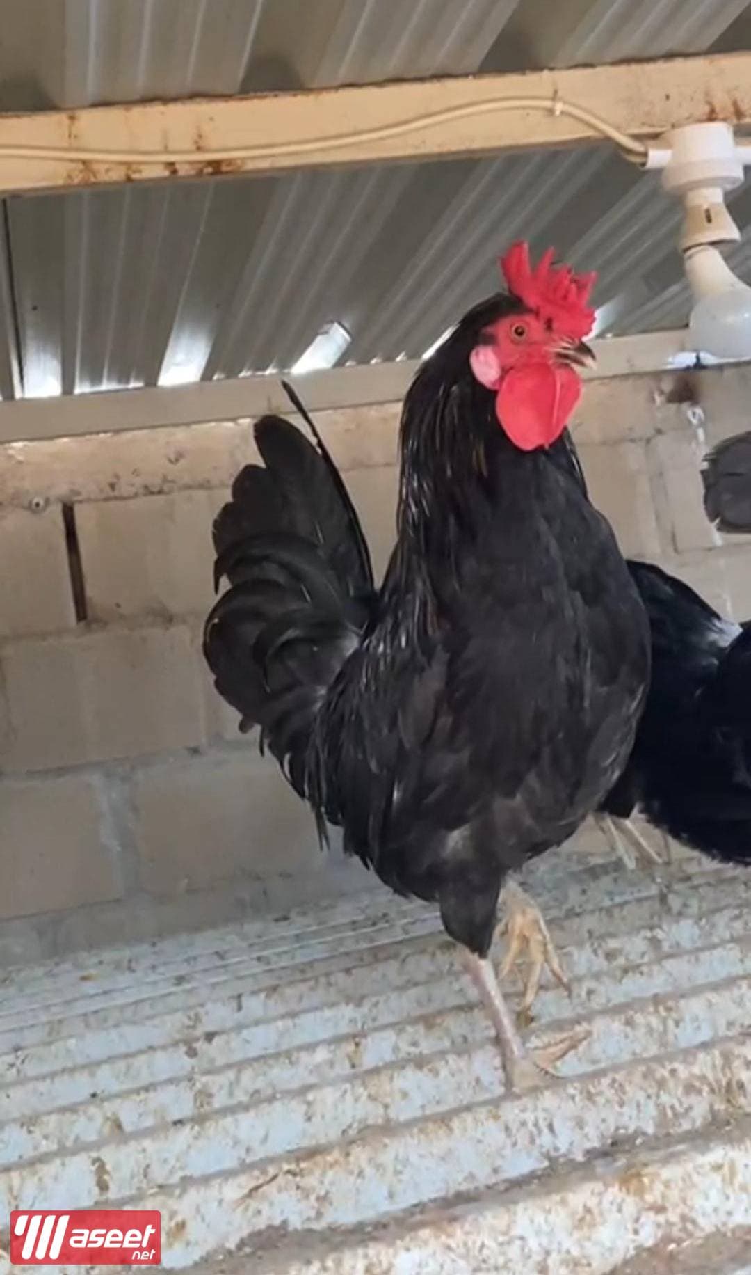 للبيع فروخ مطعمين ونظاف 3