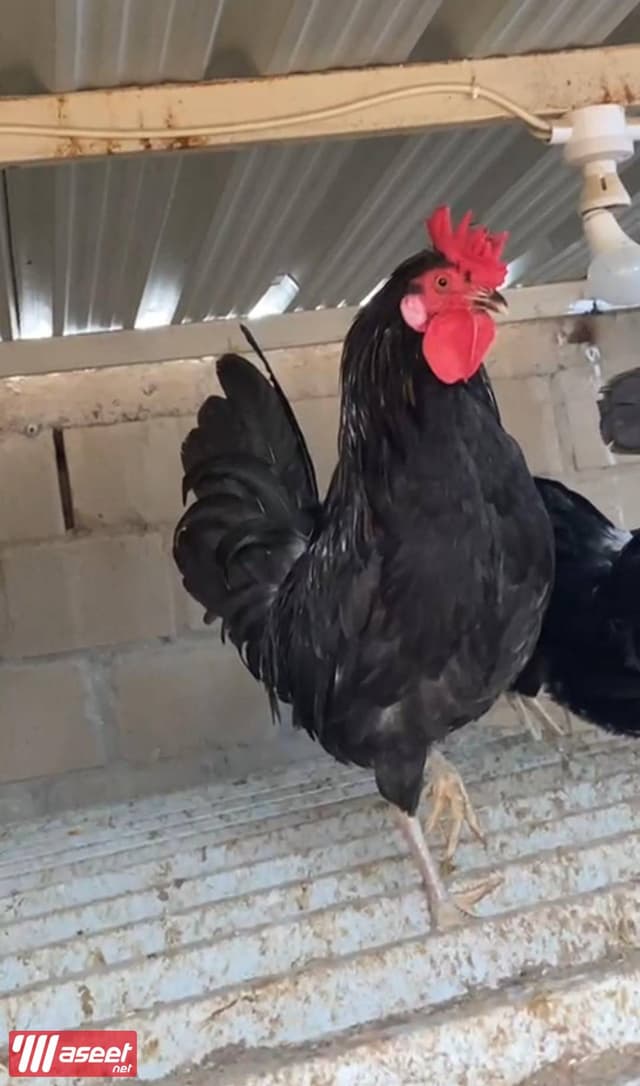 للبيع فروخ مطعمين ونظاف