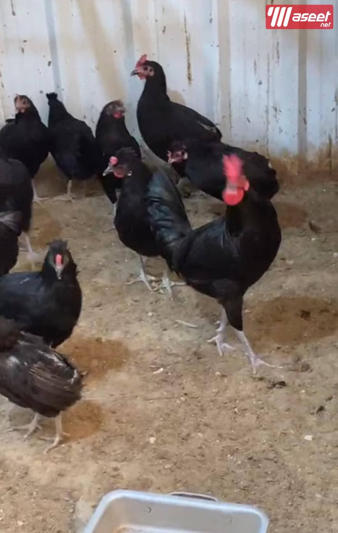 للبيع فروخ مطعمين ونظاف 5