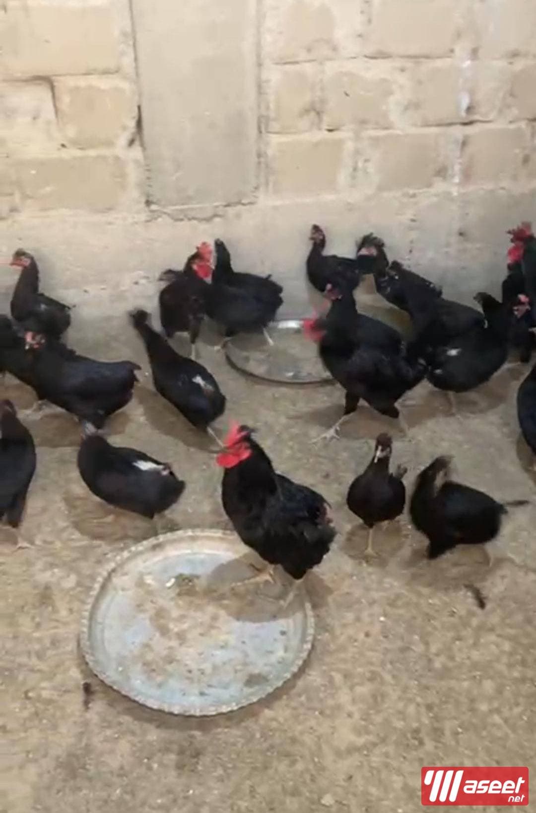 للبيع فروخ مطعمين ونظاف 6