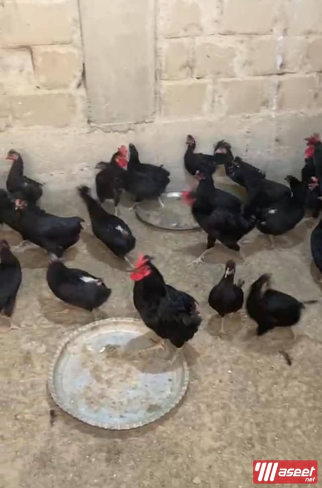 للبيع فروخ مطعمين ونظاف