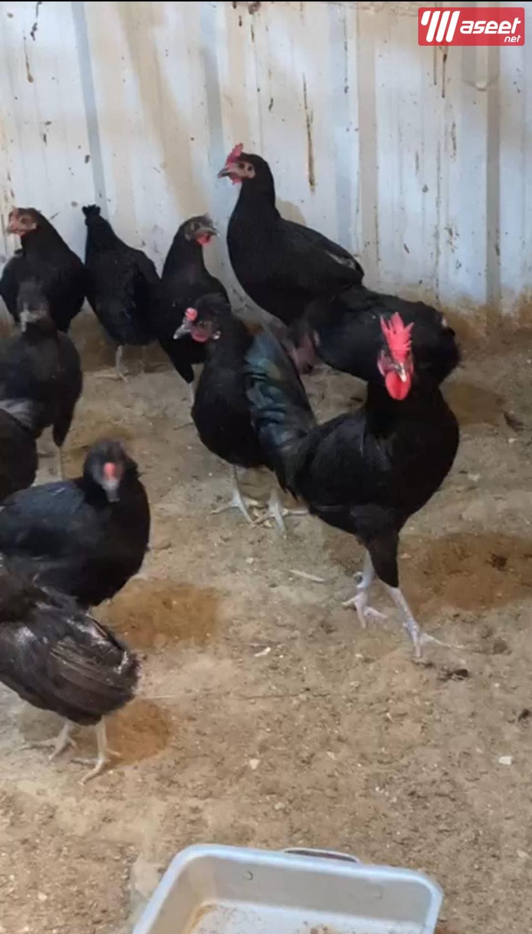 للبيع فروخ مطعمين ونظاف 7