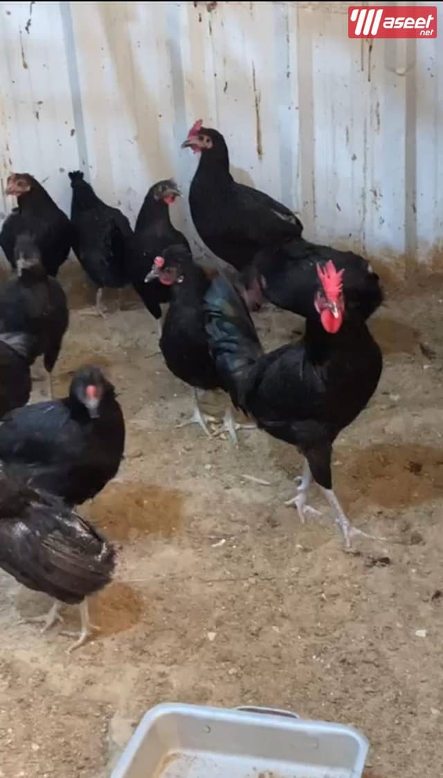 للبيع فروخ مطعمين ونظاف