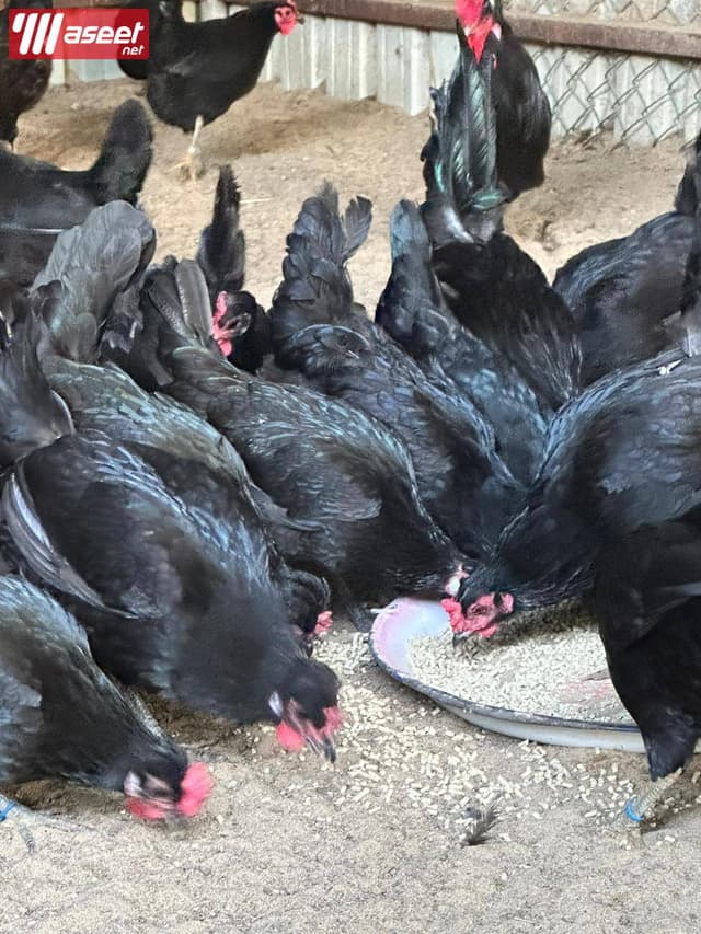 للبيع فروخ مطعمين ونظاف