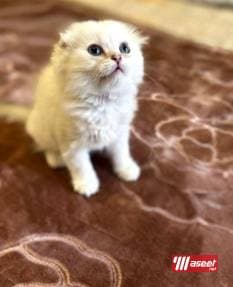 للبيع قطط سكوتش بيور 4
