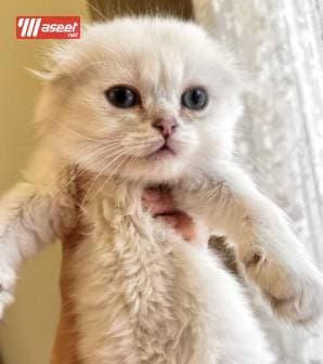 للبيع قطط سكوتش بيور 5