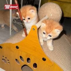 للبيع قطه بريتش جولد 4
