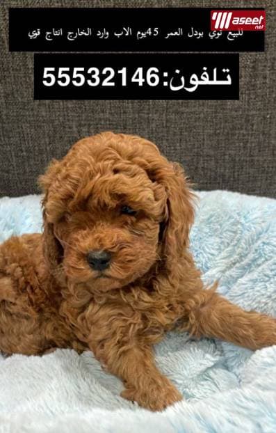للبيع جراء توي بودل عالية الجودة 9