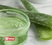 Aloe vera seedlings for sale 1