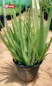 Aloe vera seedlings for sale 2