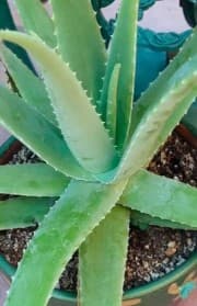 Aloe vera seedlings for sale
