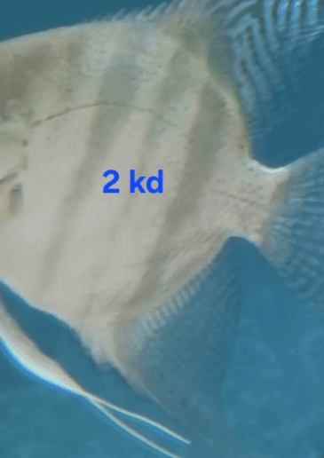 أسماك زينة صحية 5