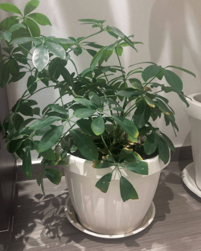 indoor plant for sale 0