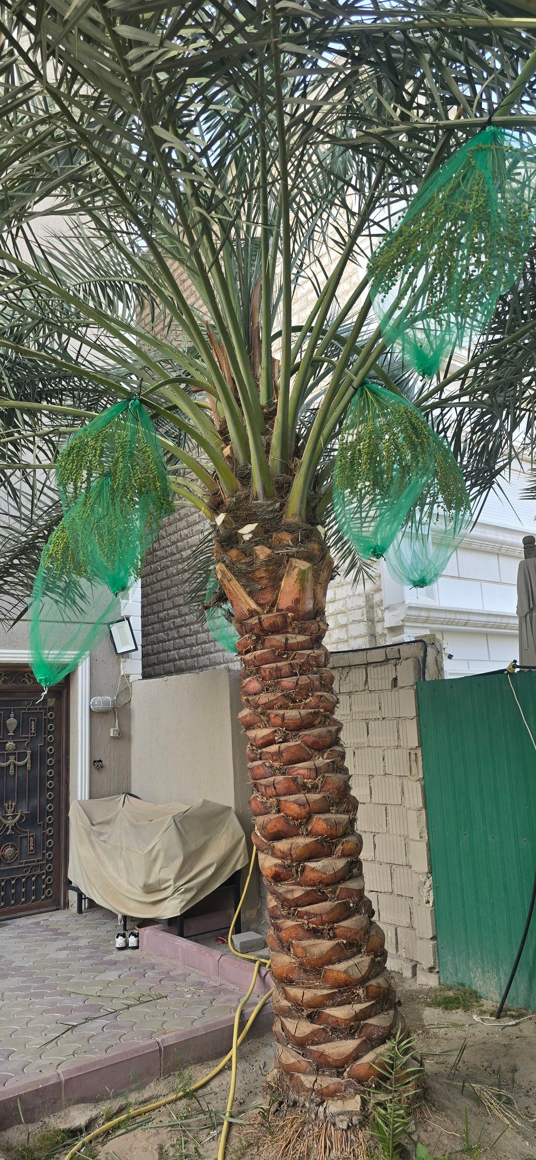 Ahwaz Al-Nakheel 0