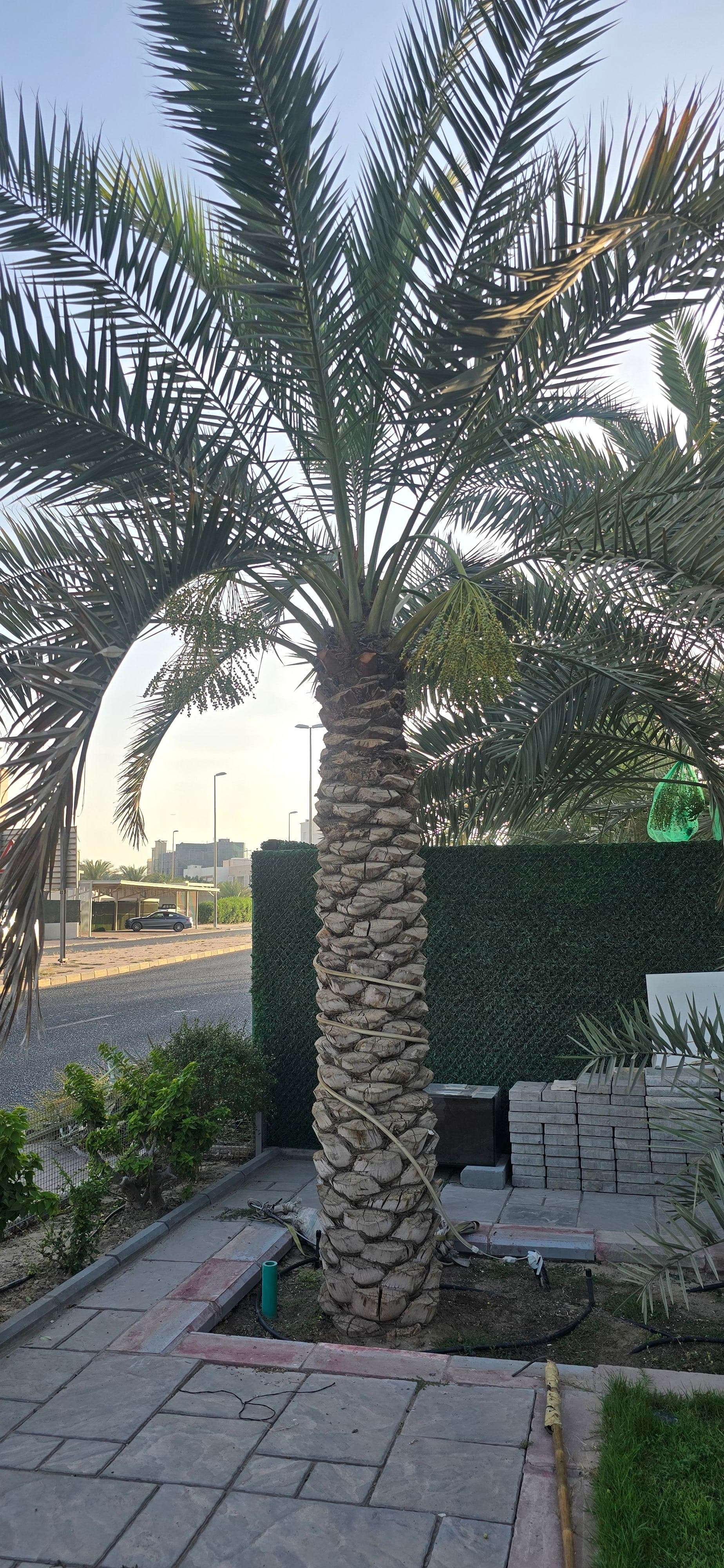 Ahwaz Al-Nakheel 2