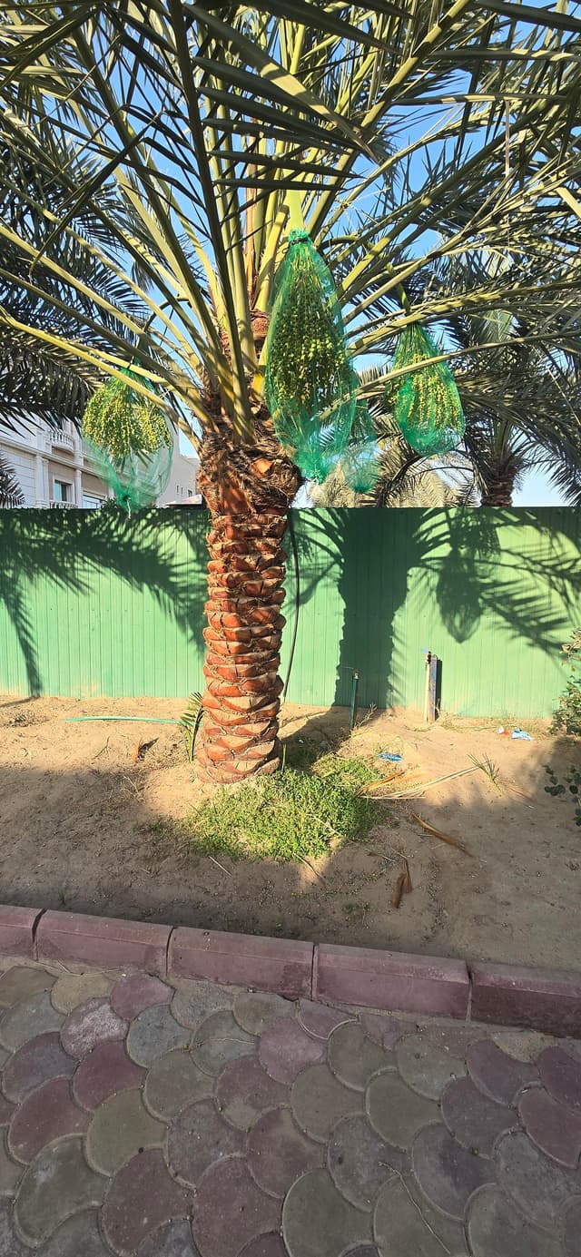 Ahwaz Al-Nakheel