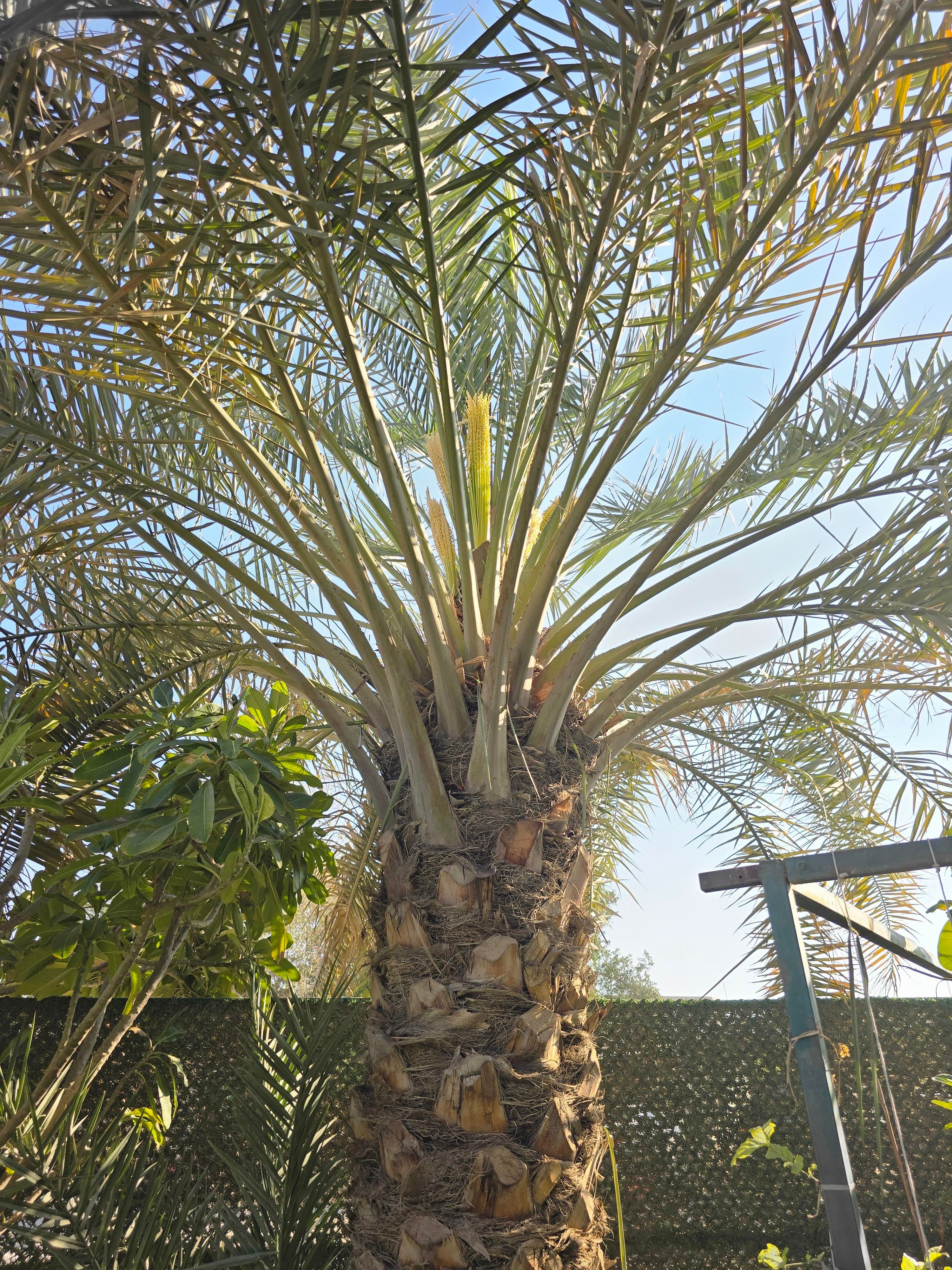 Ahwaz Al-Nakheel 6