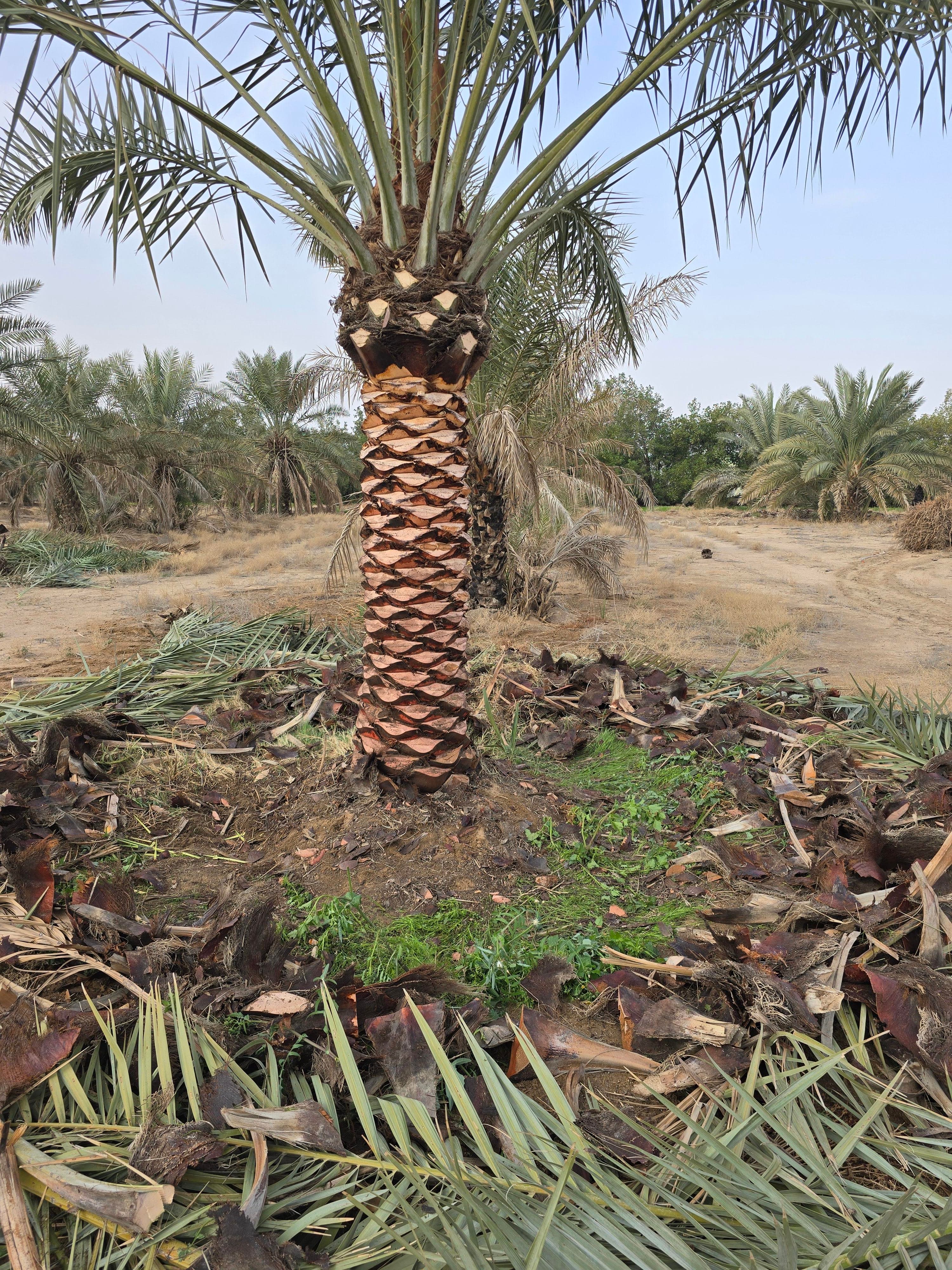 Ahwaz Al-Nakheel 7