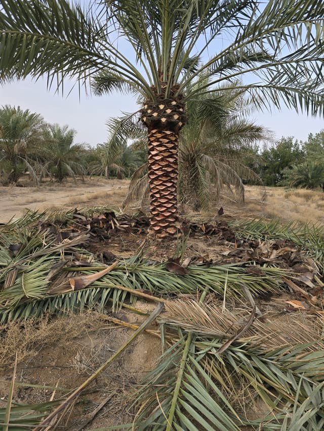 Ahwaz Al-Nakheel