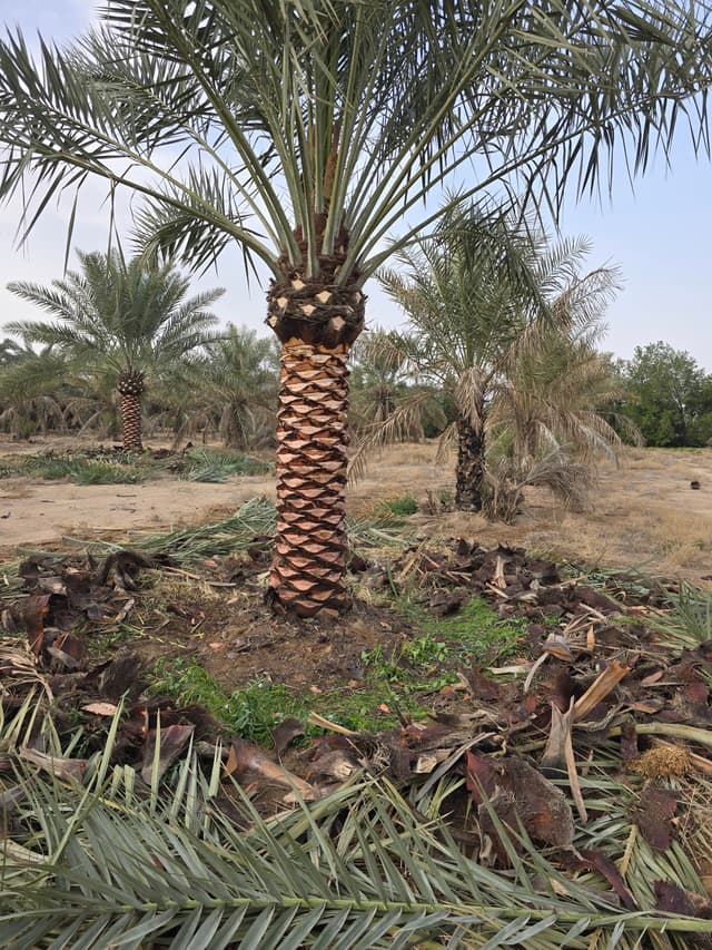 Ahwaz Al-Nakheel