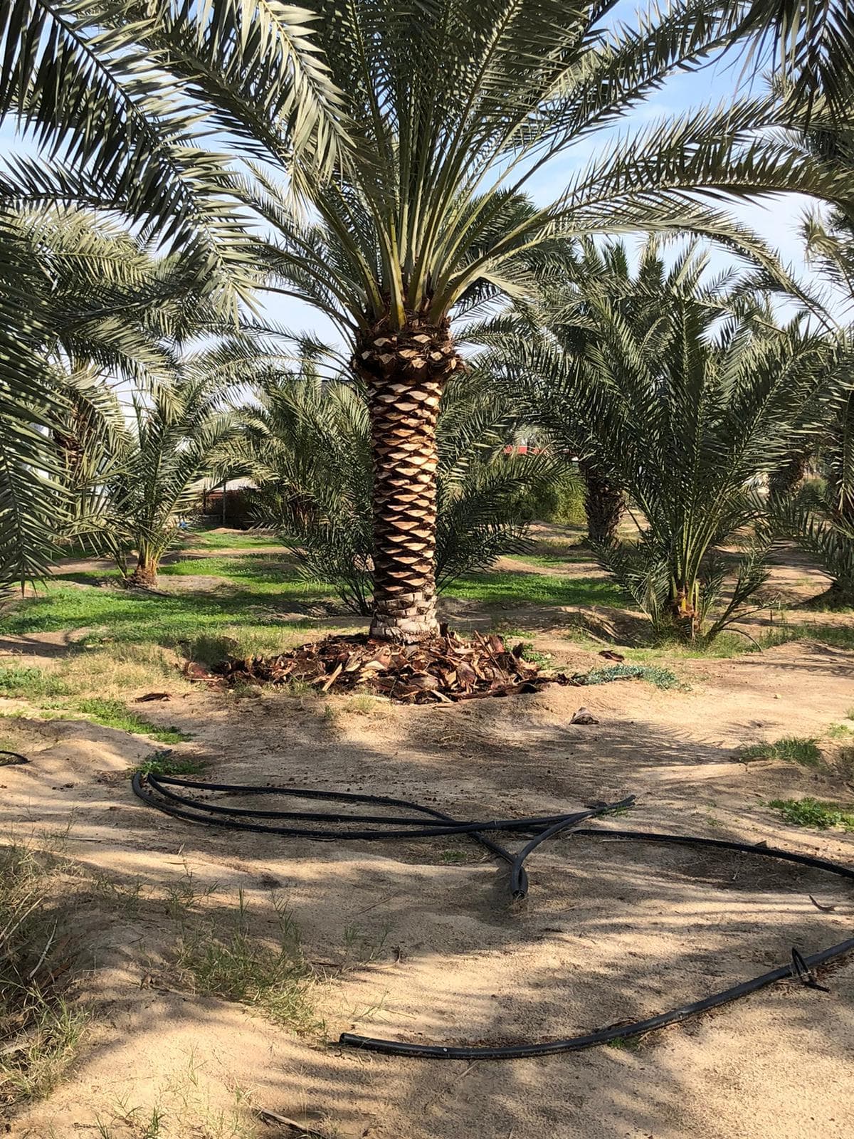 Ahwaz Al-Nakheel 10