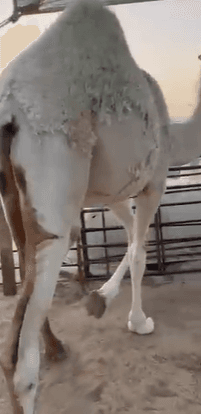 للبيع بكره مفروده 1