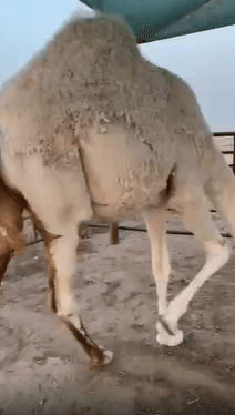 للبيع بكره مفروده 2