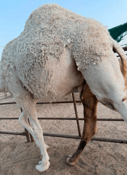للبيع بكره مفروده 3