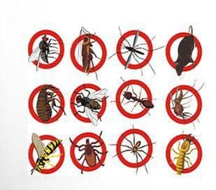 pest control 3