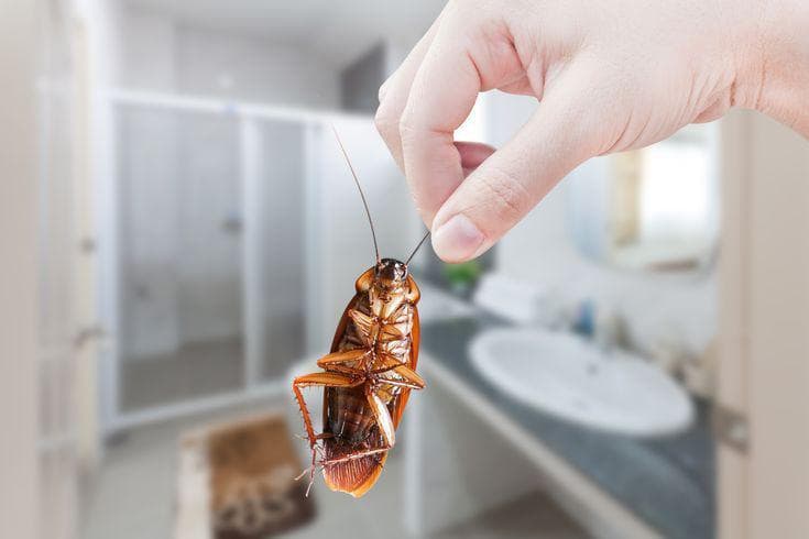 pest control 1