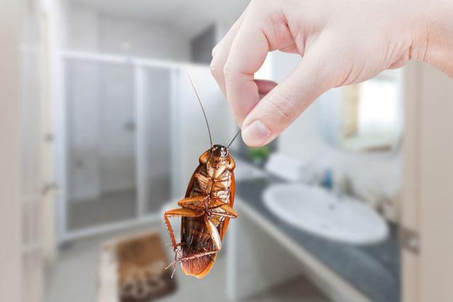 pest control