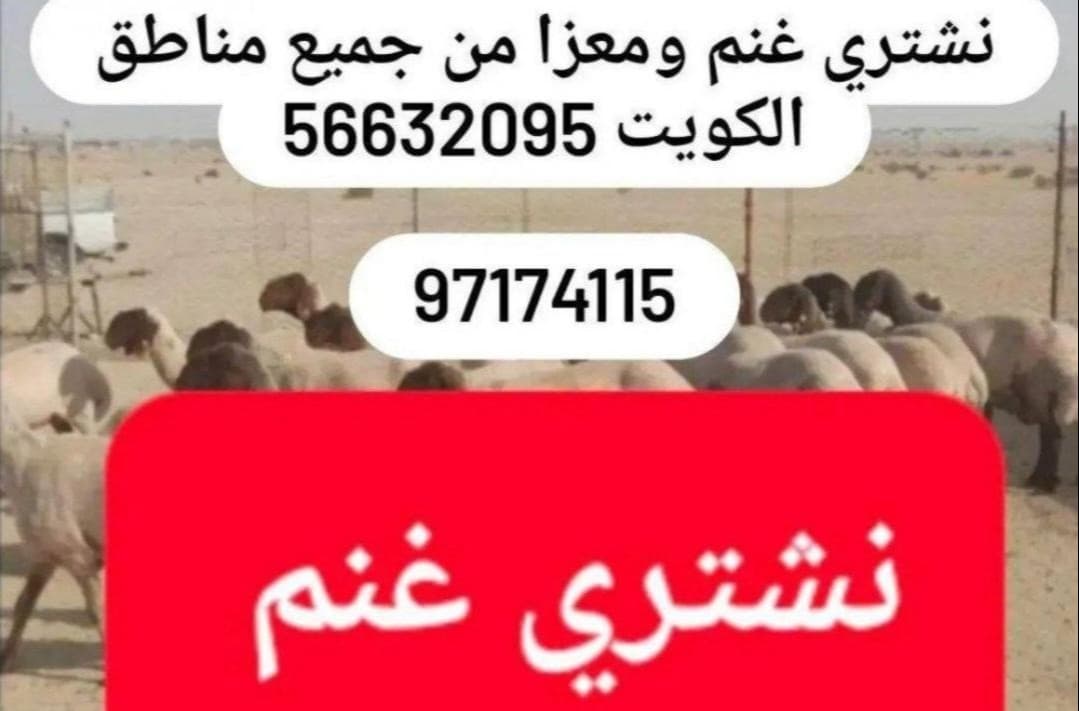 نشتري غنم ومعزا العدد مفتوح والدفع كاش من جميع مناطق الكويت 0