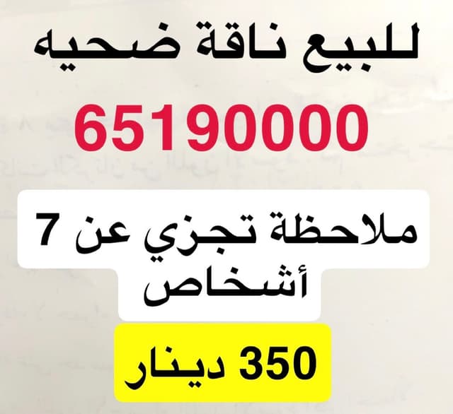 للبيع ناقة
