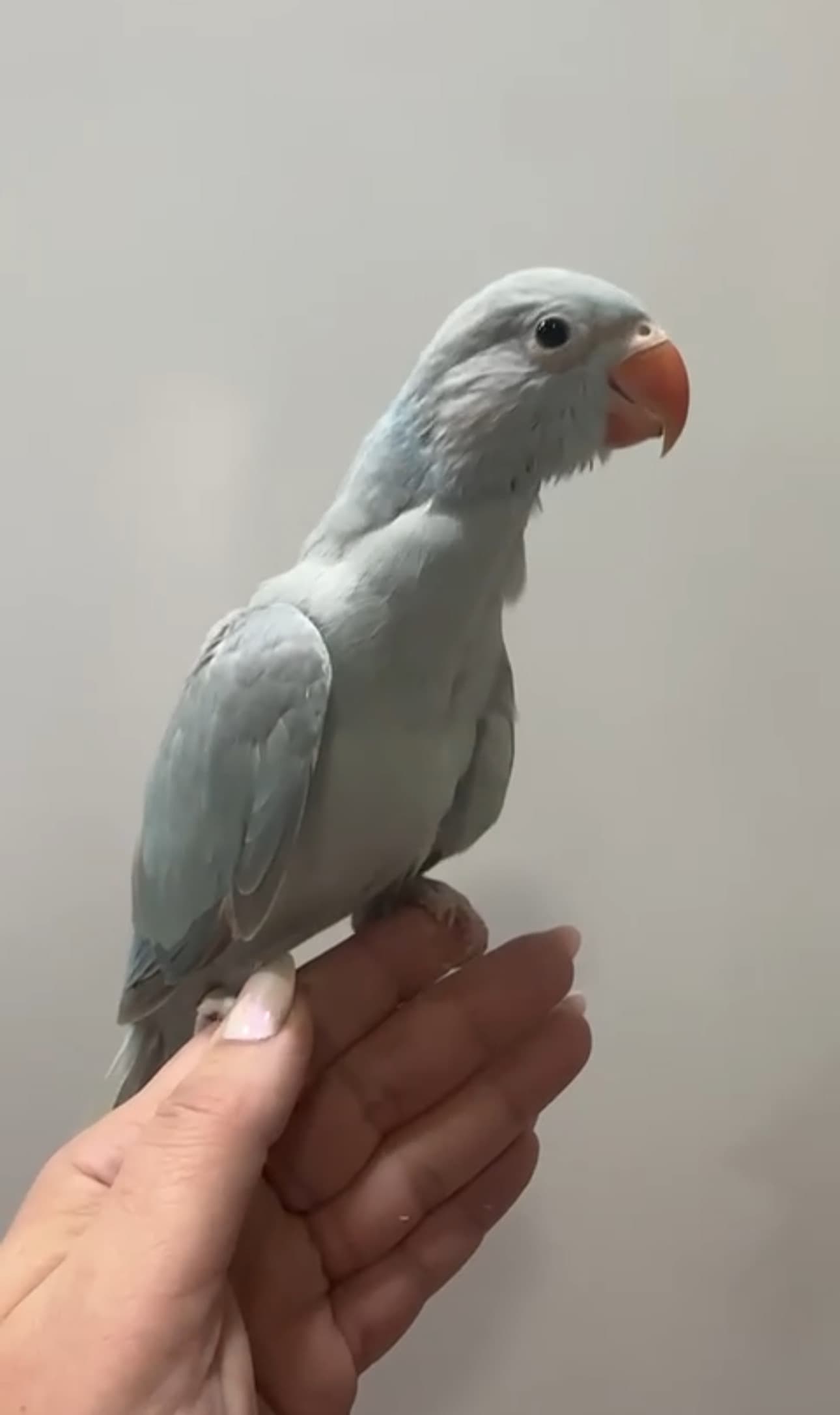متوه نهايه عس 0