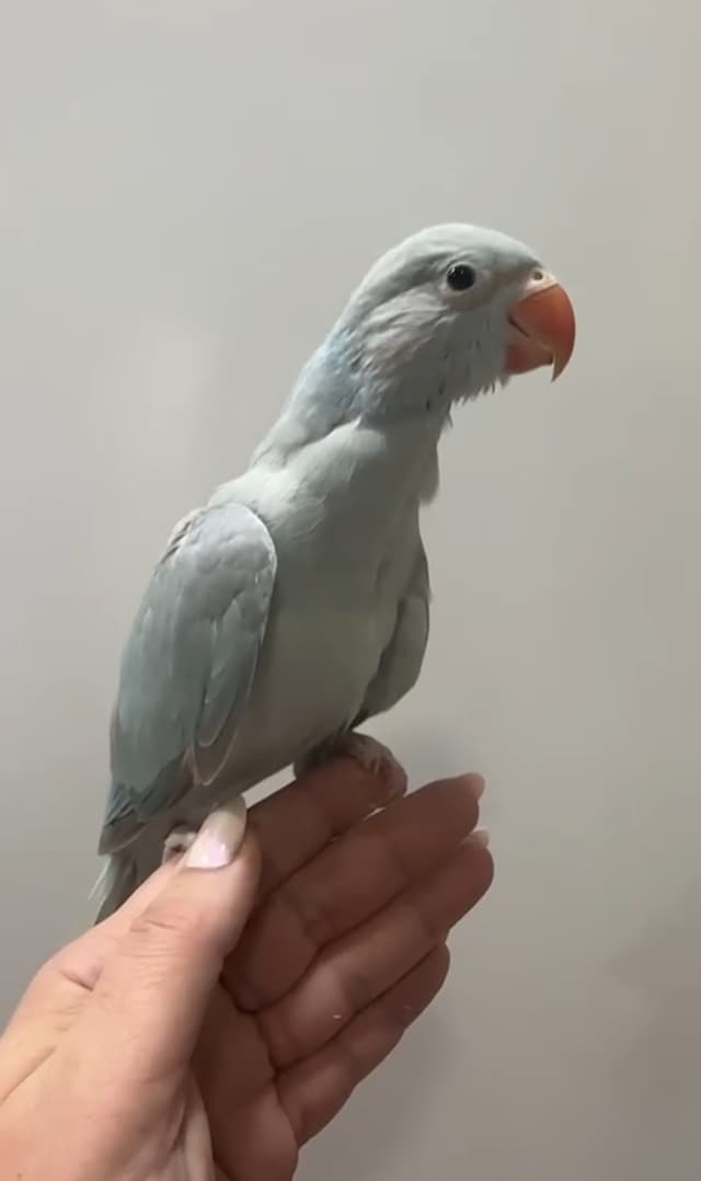 متوه نهايه عس