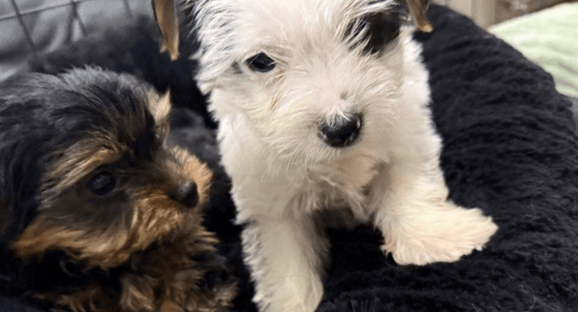 York Shire white dog 1