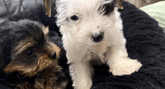 York Shire white dog