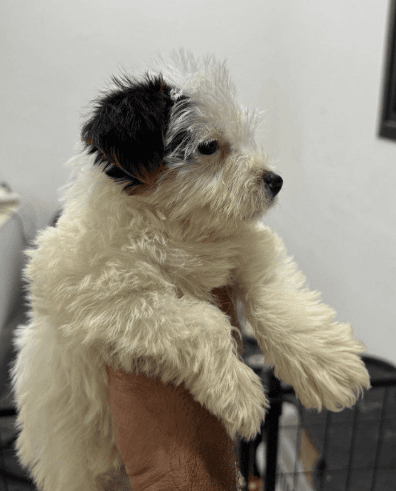 York Shire white dog
