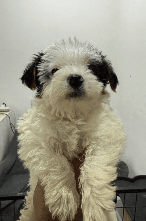 York Shire white dog 4
