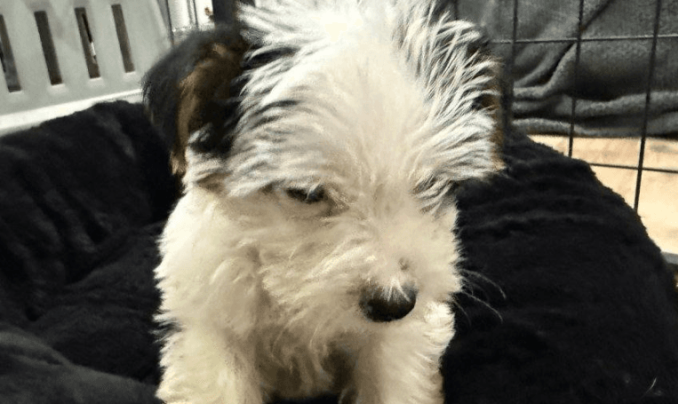 York Shire white dog 0
