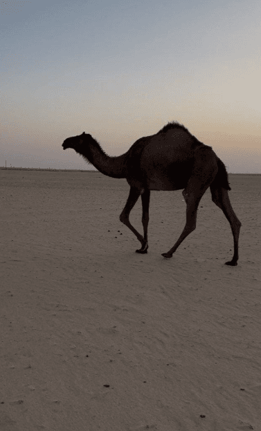 للبيع بكره 1