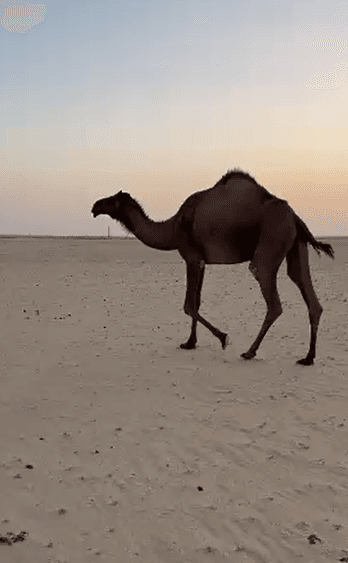 للبيع بكره 2