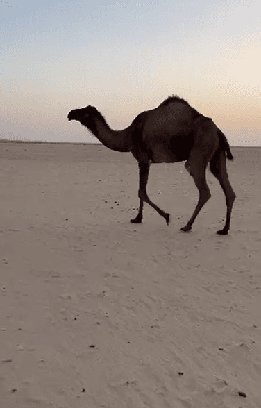 للبيع بكره 3