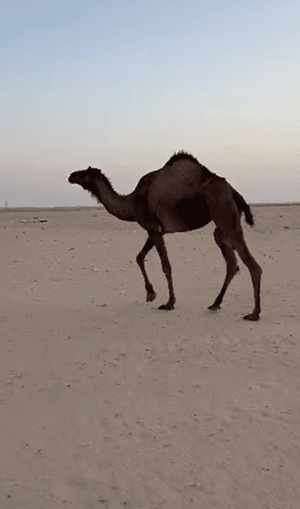 للبيع بكره 0